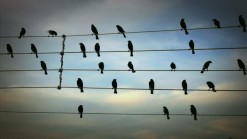 Birds on the Wires