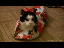 How To Wrap A Cat For Christmas