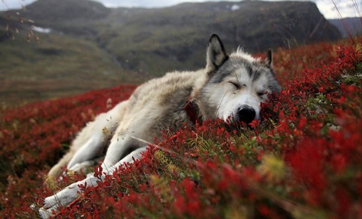 οι 25 πιο όμορφες φωτογραφίες απο ζώα | Μαθήματα τέχνης - Artlessons.gr
